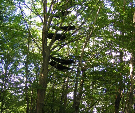 Tree hammocks