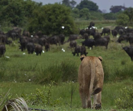 Duba Plains lion hunting