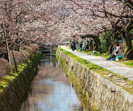 Philisophers stone path, Hanami season, Kyoto, Japan