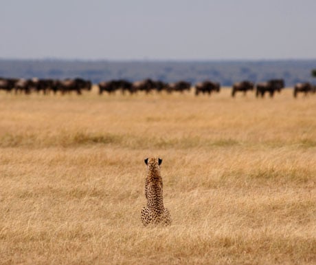 Wildebeest migration