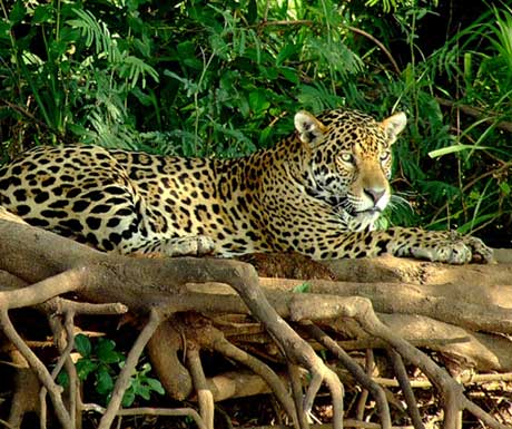 Caiman Lodge jaguar