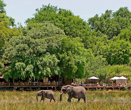 Chiefs Camp elephants