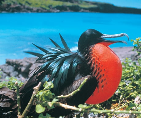 Frigatebird July - Sep