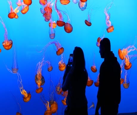 Jellyfish at Monterey Bay Aquarium