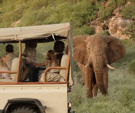 Saruni Samburu elephants