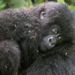 Baby mountain gorilla