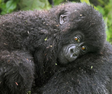 Baby mountain gorilla