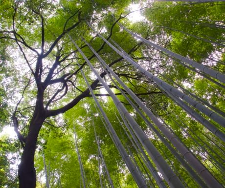 Bamboo forest-Japan