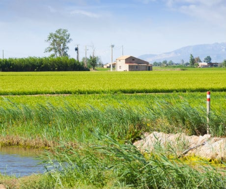 Delta de l-Ebro Paddy Fields