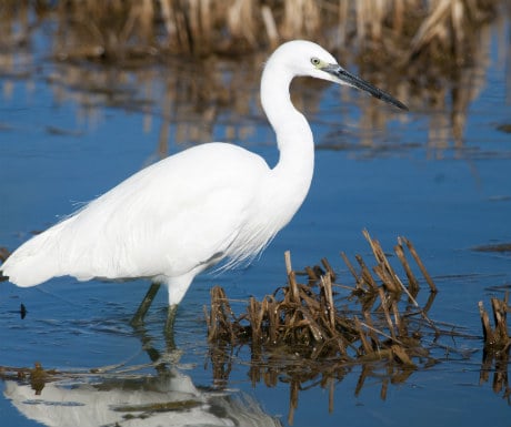 Little Egret Ebro Delta