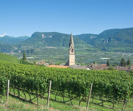 Vineyards in South Tyrol