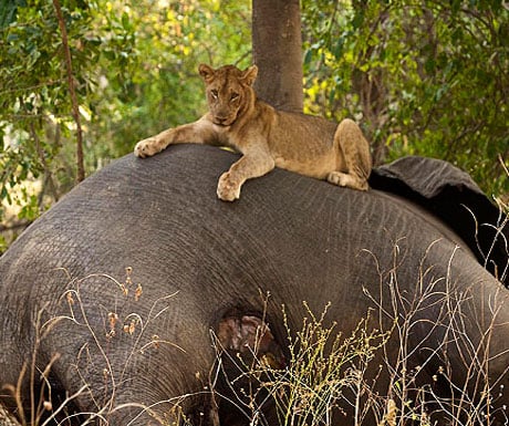 chindeni-camp-south-luangwa-lion