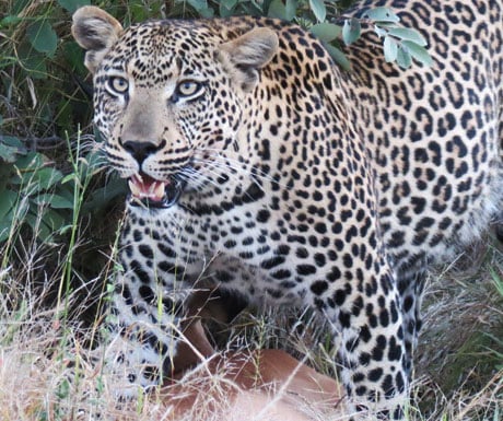 chitwa-chitwa-leopard-kill