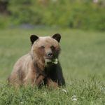 The 4 bears of Canada and how best to see them