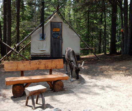Saguenay zoo camp