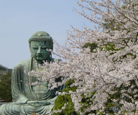 Kamakura's Great Buddha framed by cherry blossom