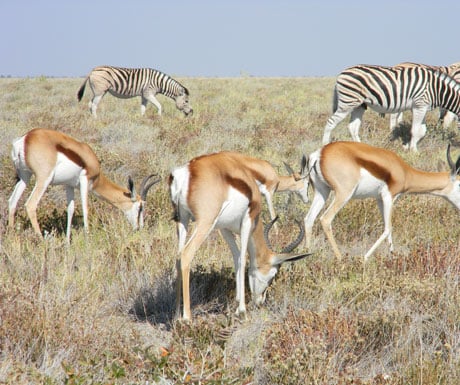 Zebras & Antelope