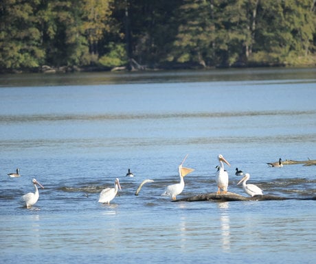 Pelicans Starfed Rock