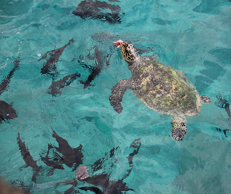 Turtle feeding