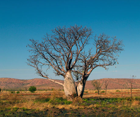 Australia Kakadu and the Kimberley tour - boab tree, Kimberley National Park, Australia