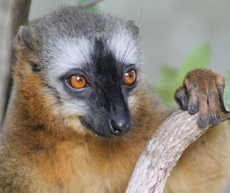 Brownlemur