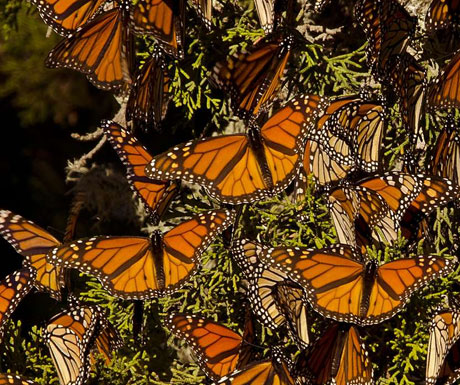 Monarch butterfly migration, Mexico
