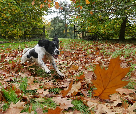 Our dog chasing leaves