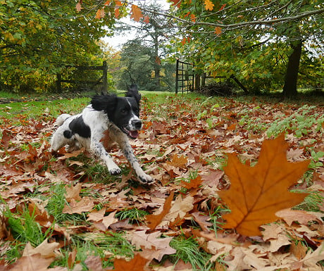 George chasing leaves