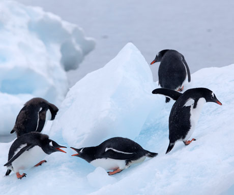 Quark penguins - Credit - Samantha Crimmin