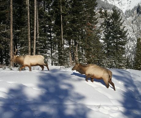 Elk in Banff National Park