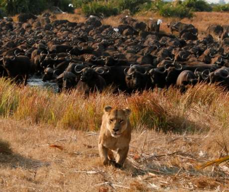 Great Plains Conservation Lioness Outnumbered By Buffalo