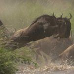 Offbeat Safaris Masai Mara wildebeest migration