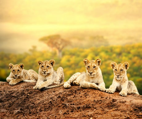 Timing - lion cubs