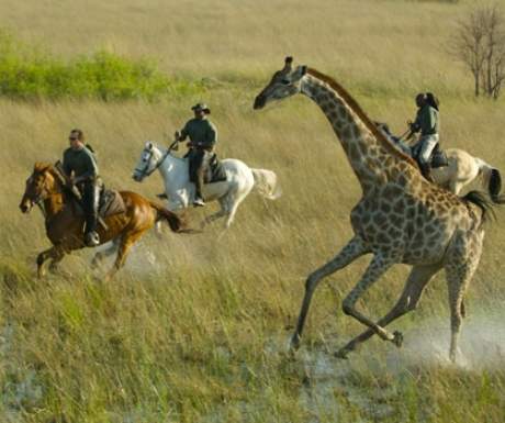 Okavango Delta Riding Safari African Horseback Safaris