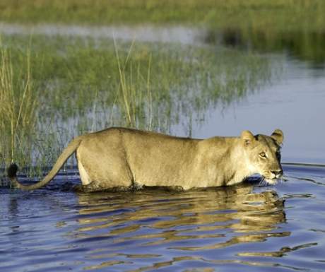 Botswana Lioness In Okavango Delta
