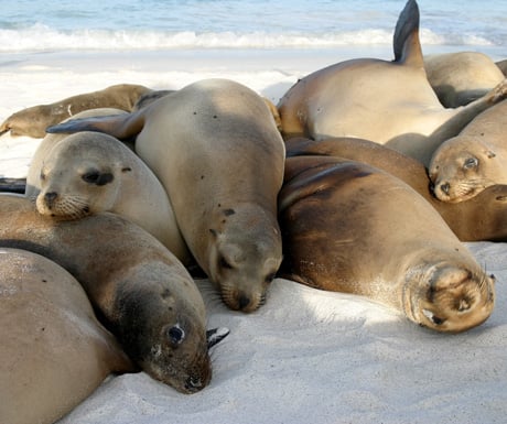 Galapagos-seals