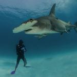 Photograph of the week: Close encounter with a great hammerhead shark