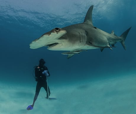 Hammerhead diver_S