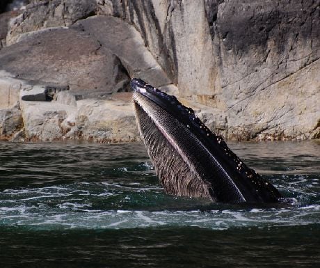 Humpback bubble net feeding