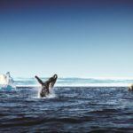 Whale-watching - the best ways to see them