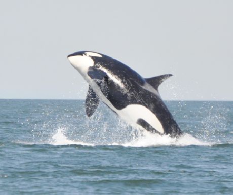 A leaping orca