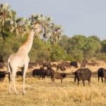 A Botswana luxury safari 