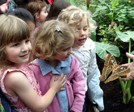 London Zoo Butterfly and Children