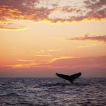 The best place on Earth to watch whales