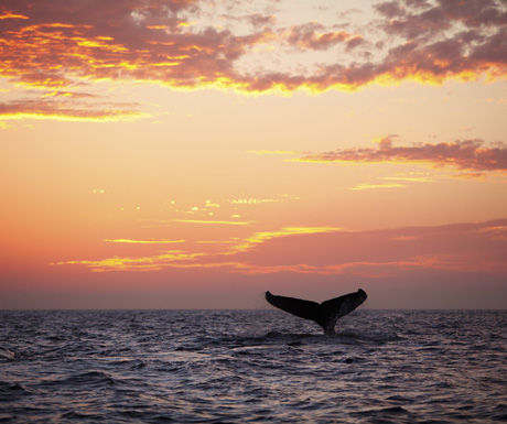 Sunset whale cruise