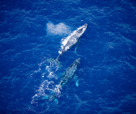 Whales from above