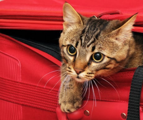 Cat inspecting luggage