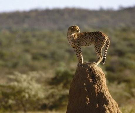Cheetah At Okonjima