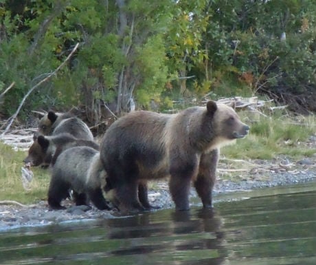 Chilko Experience bear family