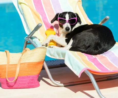 Dog by the pool